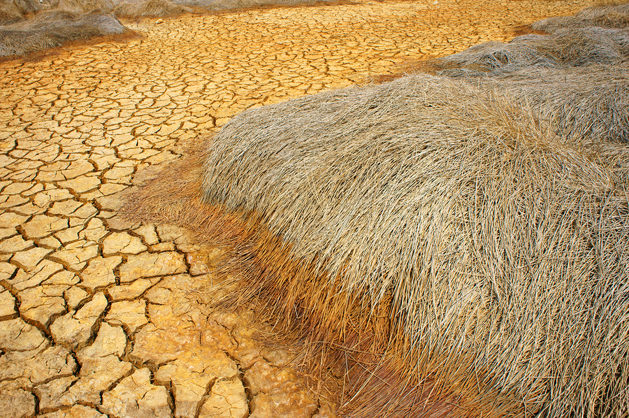 Toxins increase in food crops as plants try to protect themselves from climate change