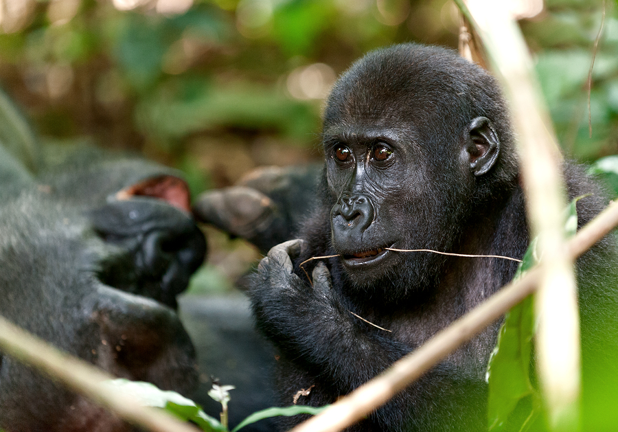 Deep voice linked to dominance in humans and primates