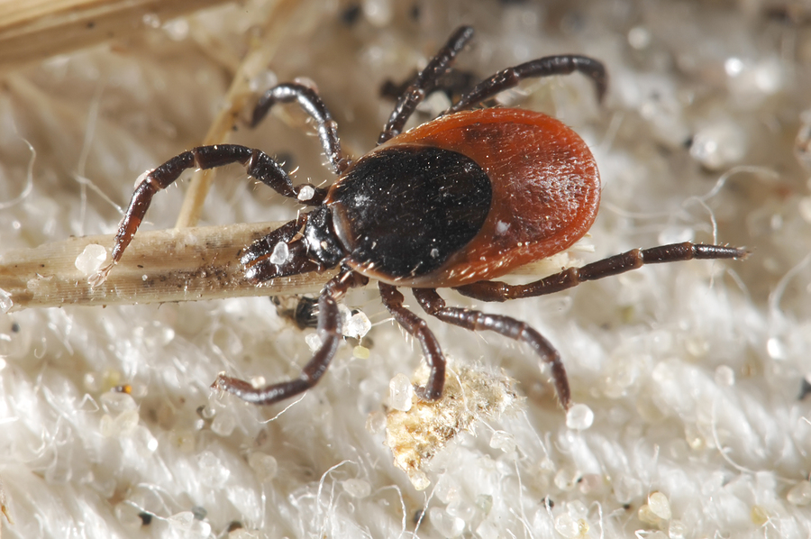 Arm yourself with bug spray, more ticks looking for dinner this year