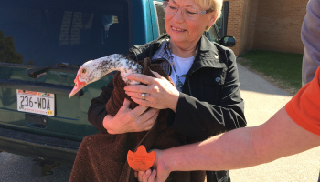 3D printer gets wounded duck back on his feet – VIDEO