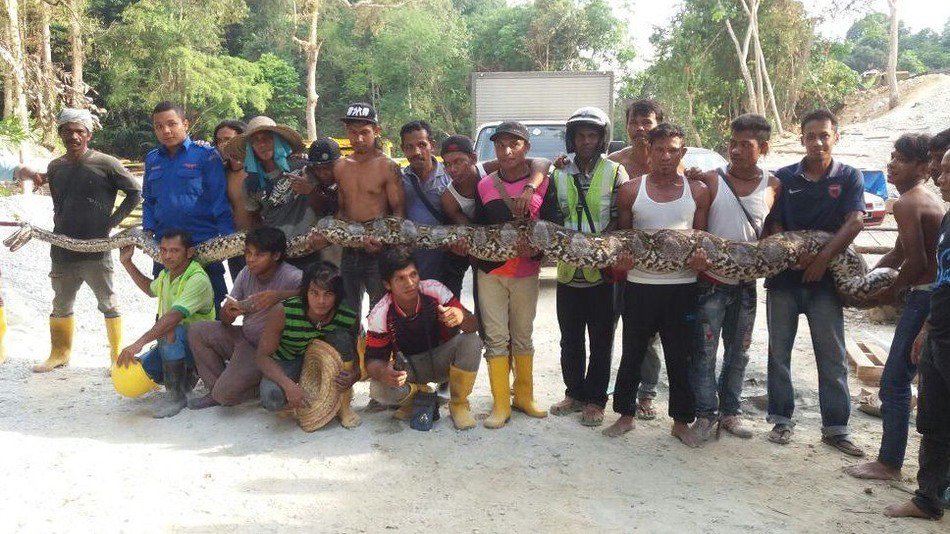 Selfie craze may have claimed another life – giant python dies shortly after capture