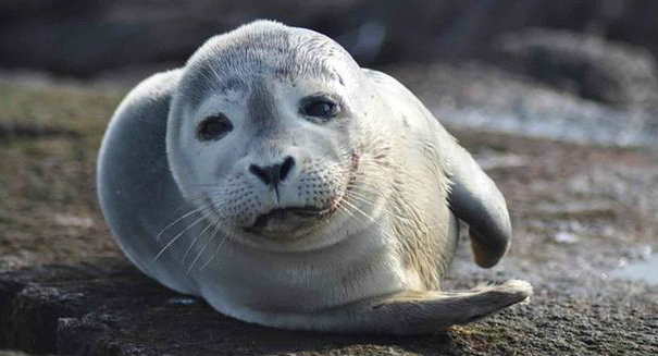 Wildlife selfies are just not cool, and they are dangerous