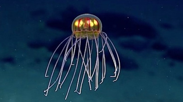 Deep ocean expedition uncovers new species of jellyfish