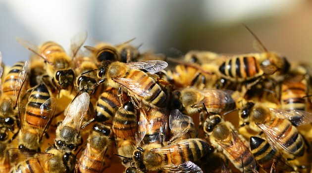 Could this decline in bees be devastation for our economy?