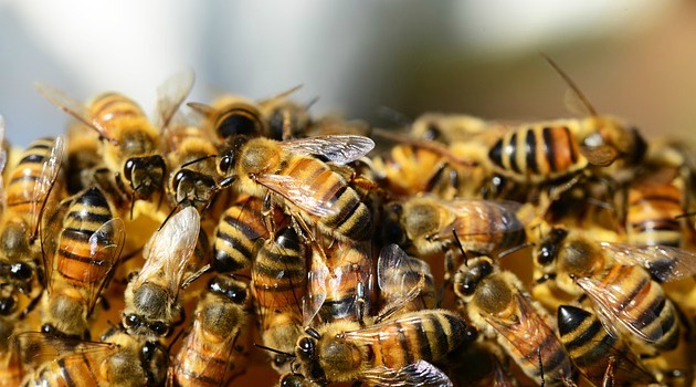 Bees are electric: how they interact with flowers now identified