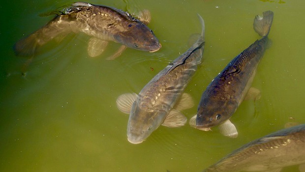 Carp diem: Australia’s plan to target carp population with herpes virus