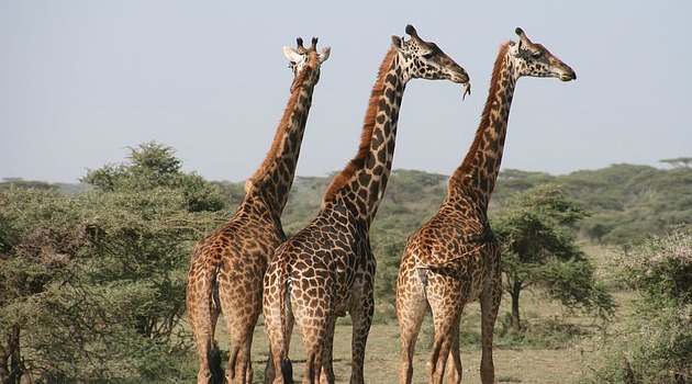 Genome sequence reveals clues to giraffe’s long neck