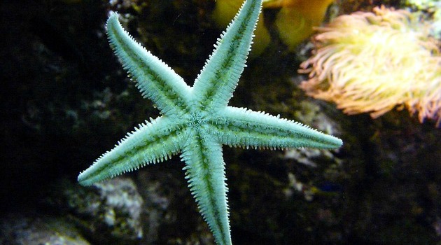 Starfish make a comeback after devastating die-off
