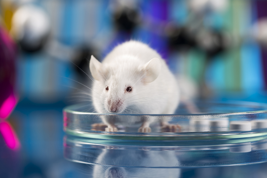 Diabetes risk increased by low testosterone levels, new study discovers why