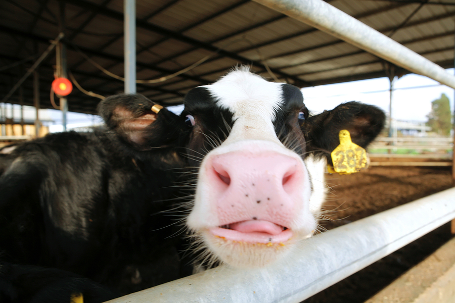 Methane in cow farts and dung increases by 80 percent when cattle given antibiotics