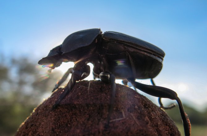 Surprising reason dung beetles dance atop poop