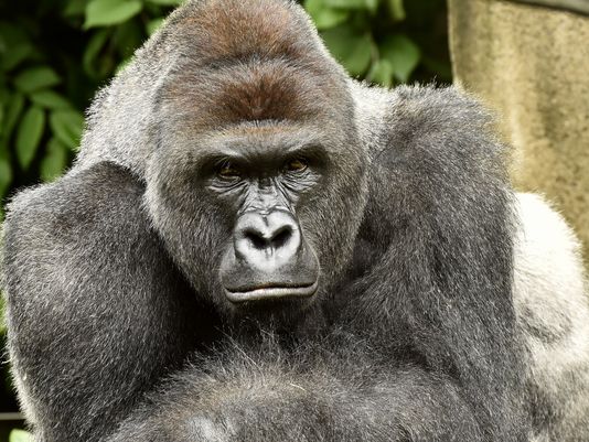 Rare gorilla killed at Cincinnati Zoo to save child who went into enclosure [VIDEO]