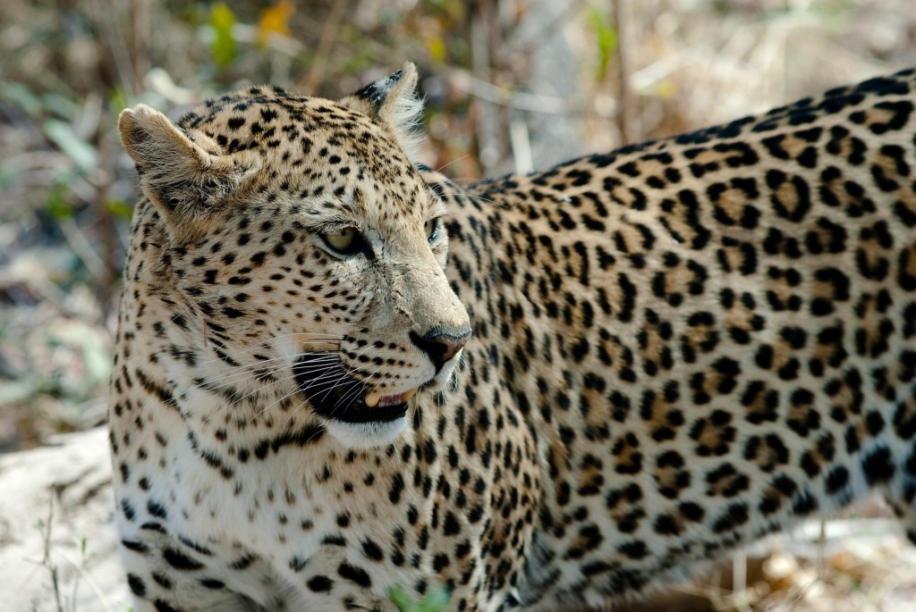 Leopards are one step closer to extinction