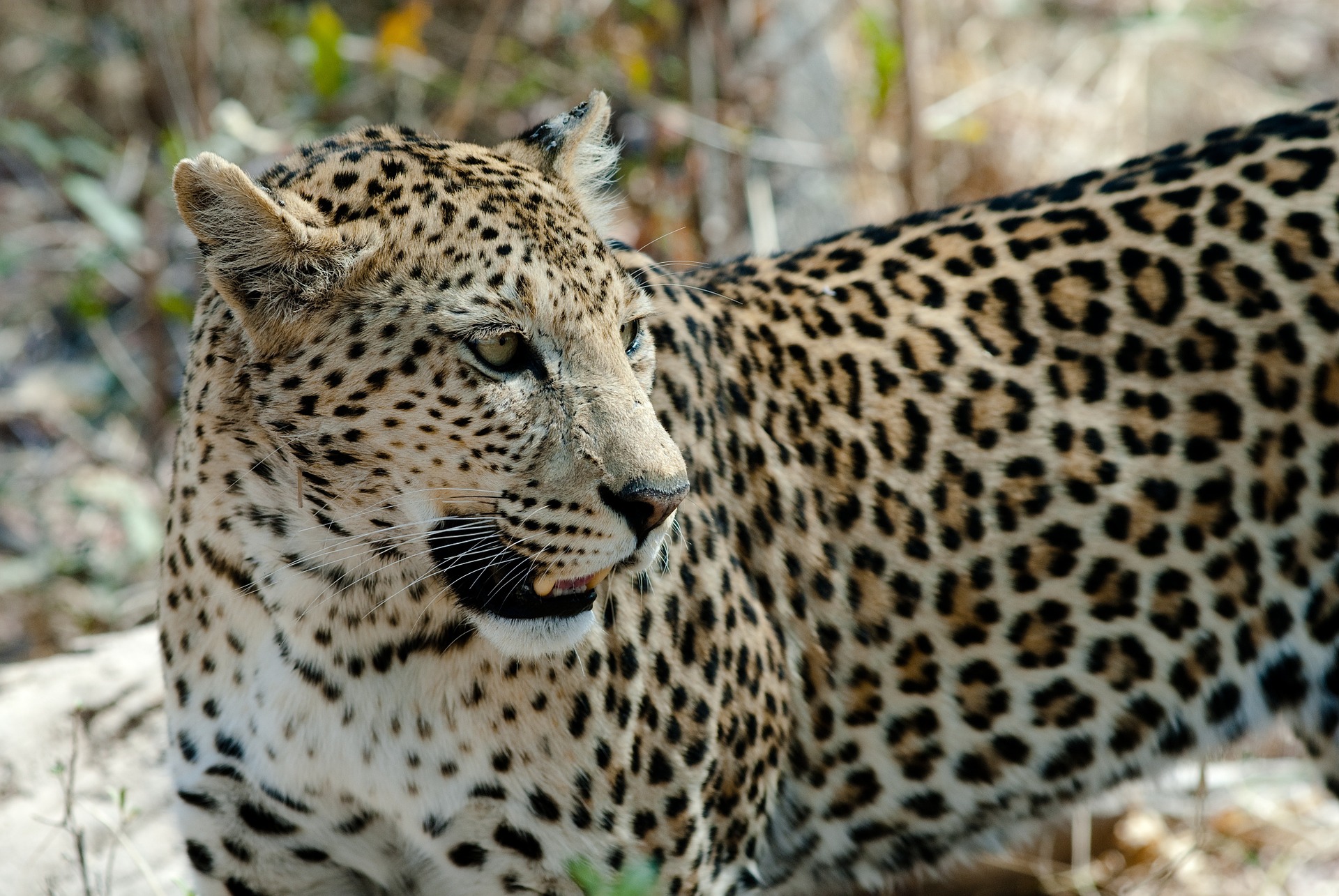 Leopards global presence dwindled by 75 percent new study