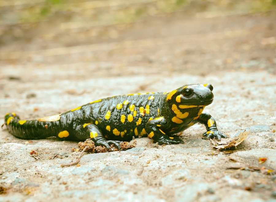 Fungal disease threatening salamanders and newts may be traced to pet trade