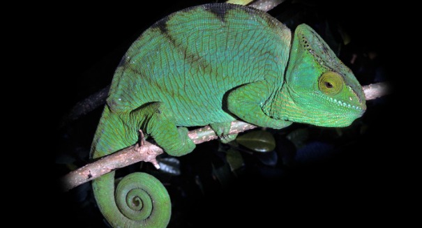 Scientists shocked by chameleon discovery