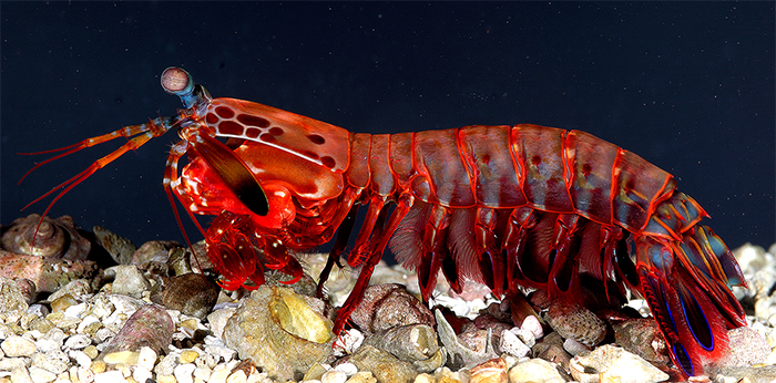 Researchers studying powerful mantis shrimp “thumb-splitter” clubs for armor
