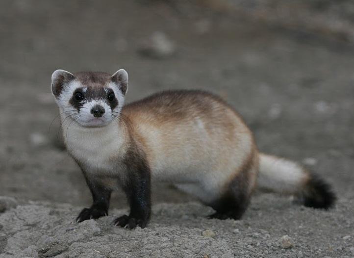 Drones shooting vaccine-covered candy bombs are innovative attempt to save ferrets