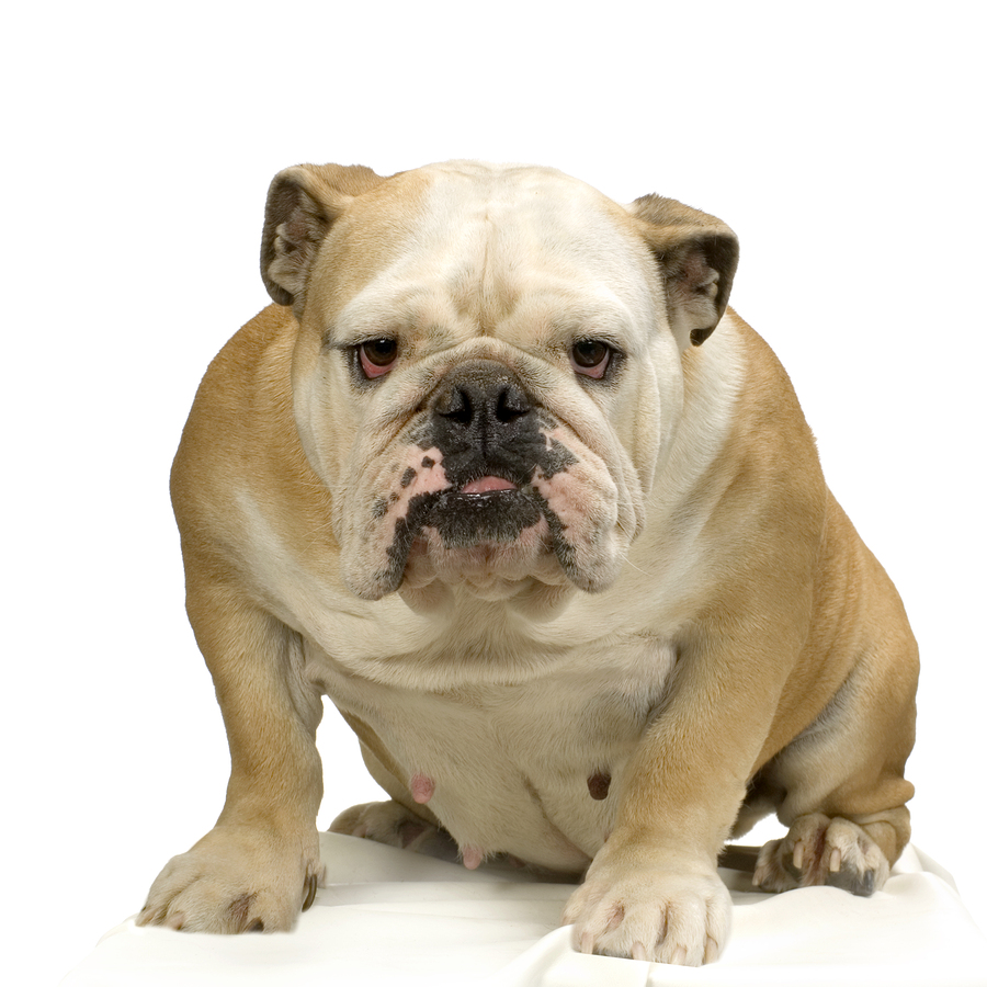 English Bulldogs are being bred out of existence