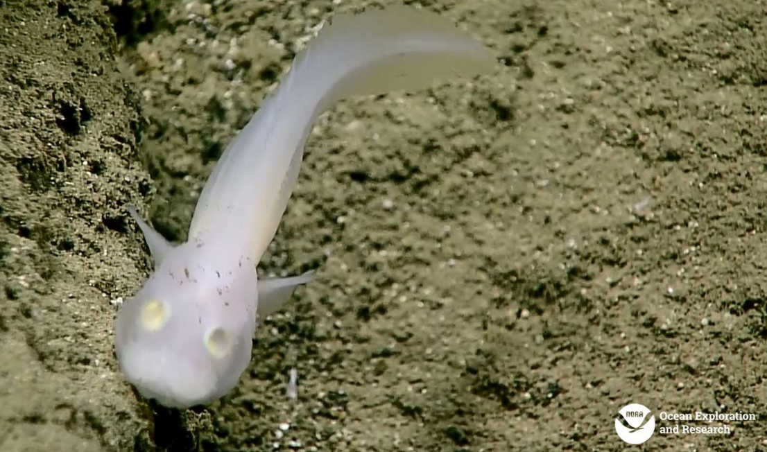 First living ‘ghost fish’ found in Marianas Trench [VIDEO]