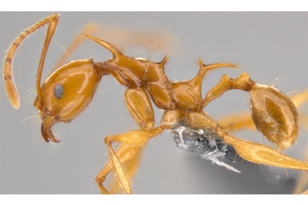 New dragon-like spiny ant species reveal surprising secrets