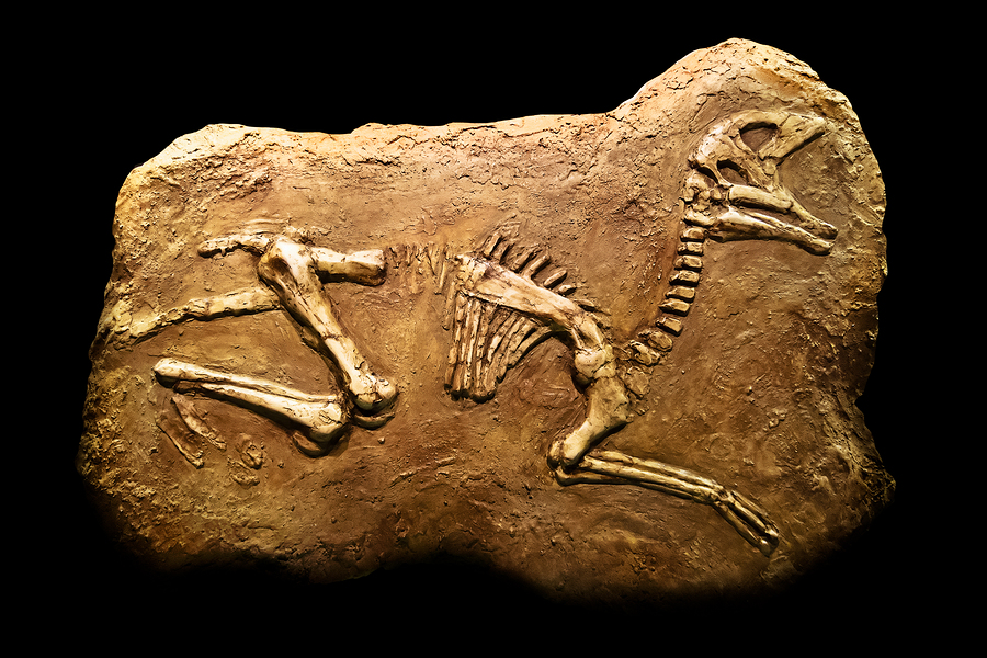 Pass the prehistoric pain killers – dinosaurs had arthritis too