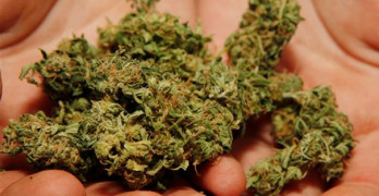 Scientists make shocking marijuana discovery