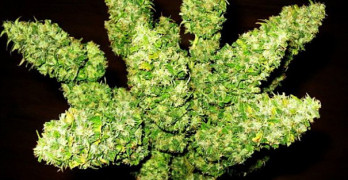Scientists shocked by marijuana discovery