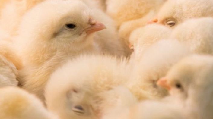 Italian scientists discover newborn chicks have humans-like understanding of quantities
