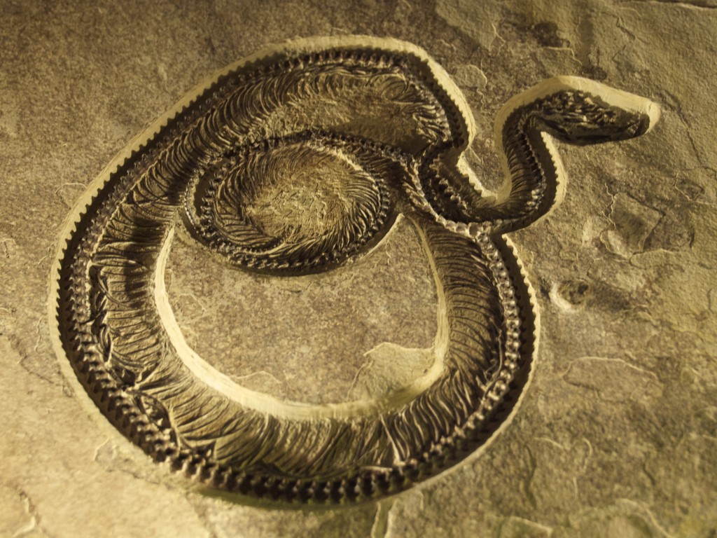 Scientists discover fossils of 167 million years old primitive snakes not known until now