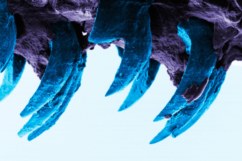 Scientists name Limpet teeth the toughest biological material on earth