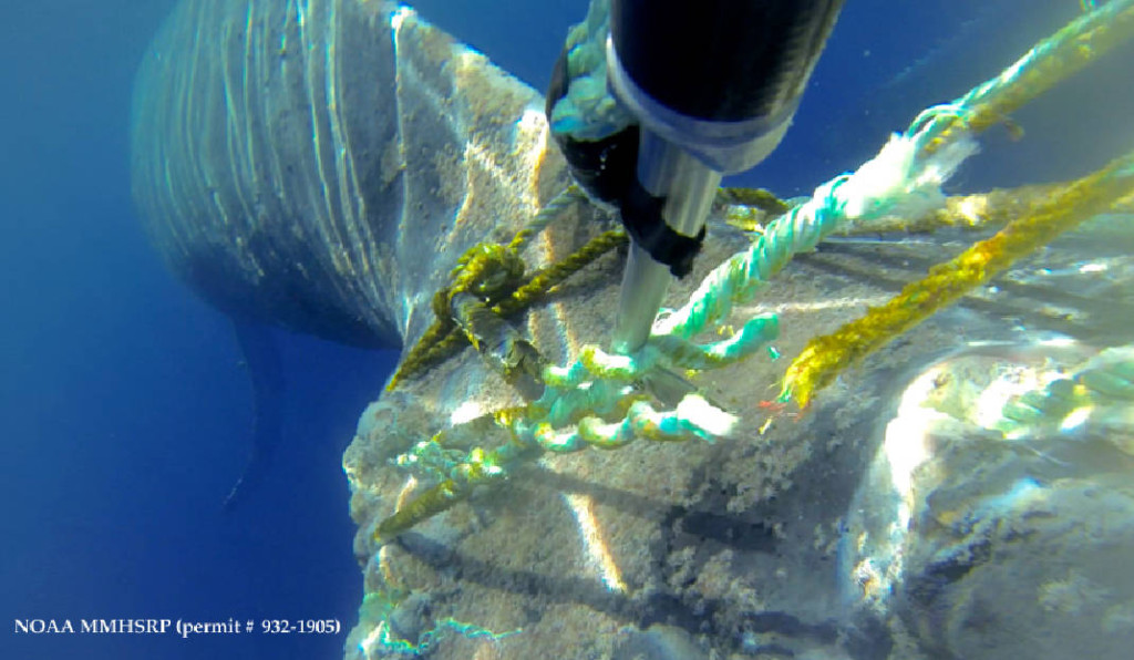 Crew helps free 45 ton humpback whale entangled in heavy fishing line in Hawaii