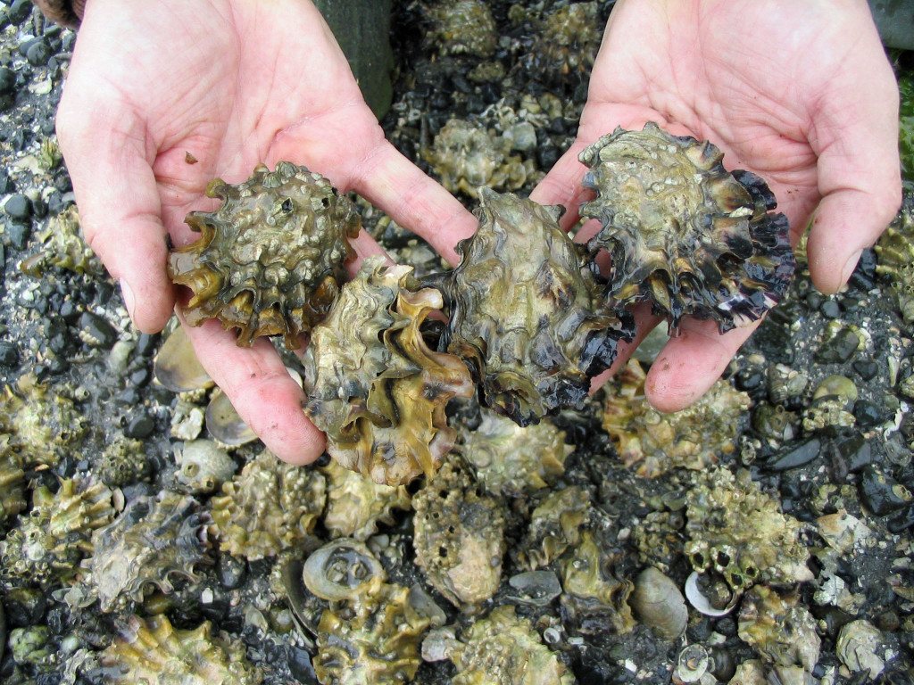Ocean acidification threatens economies of several coastal communities