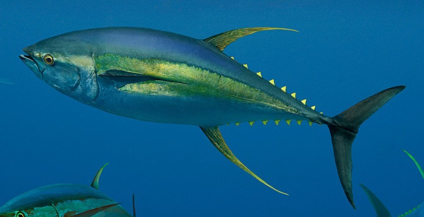 yellow fin tuna