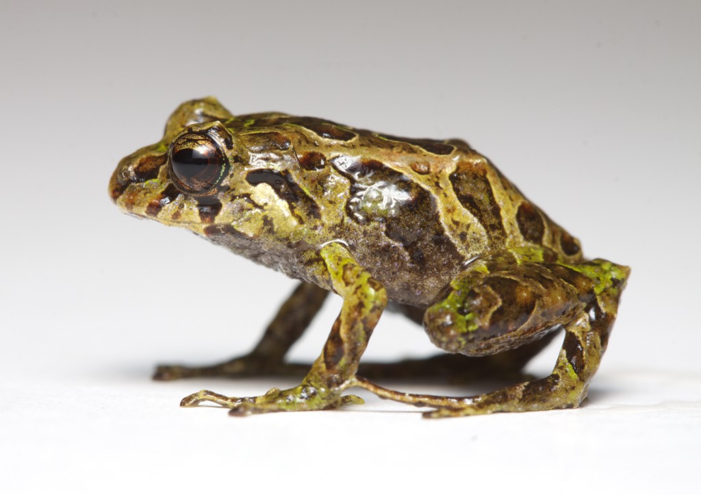 Researchers discover a frog that changes its skin textures