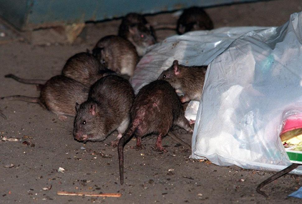 Rat infestation in New York City threatens the outbreak of severe diseases