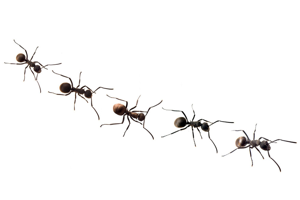 Ants living on footpath develop taste for human food