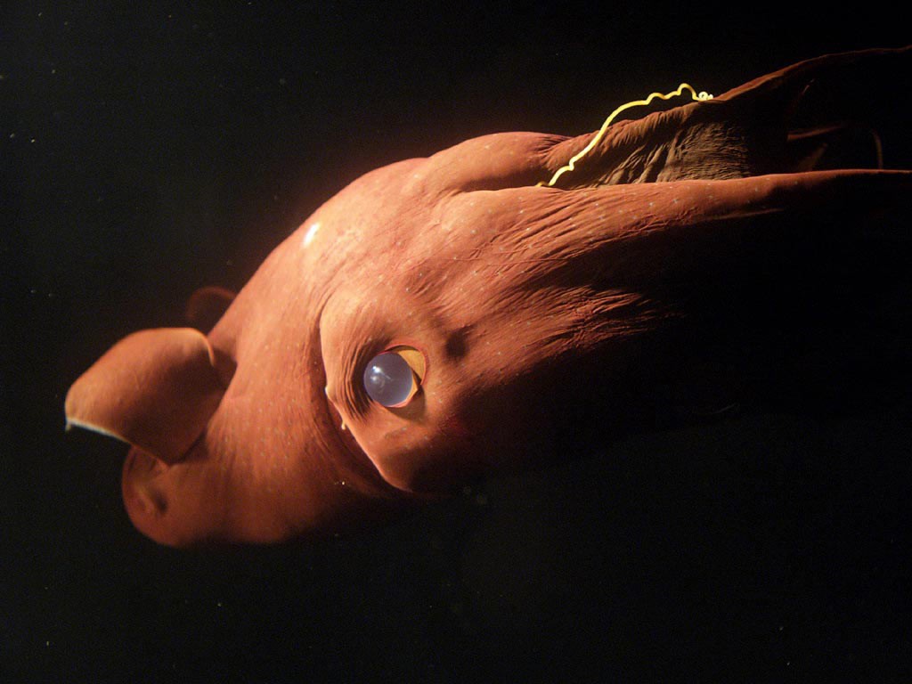 Study Points Out That Rare Vampire Squid Has Unique and Strange Reproductive Strategy