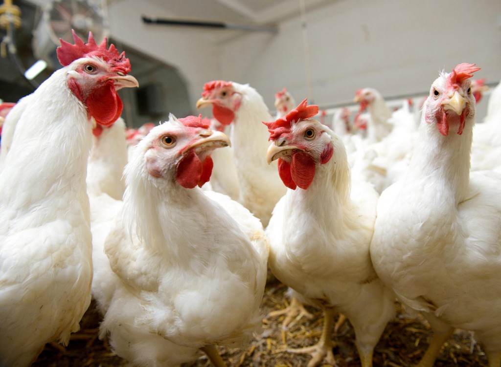 Chippewa County Turkey flock and Jefferson County egg facility reports another Avian Flu outbreak