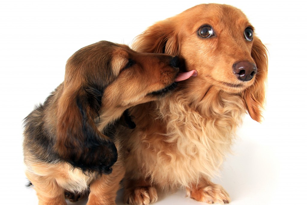 Research shows how dog looks trigger love chemical reaction in humans