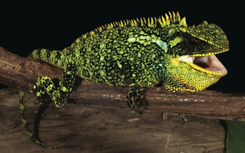 Colorful ‘Dwarf Dragon’ lizard species discovered