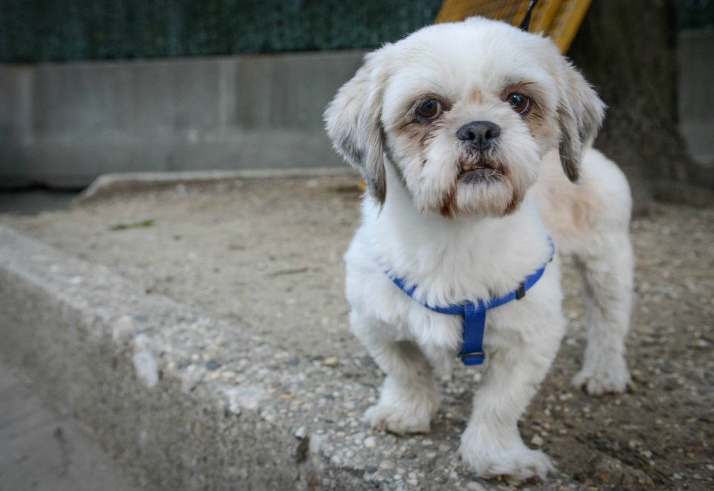 New York Animal Care and Control failing to provide care and shelter to stray animals