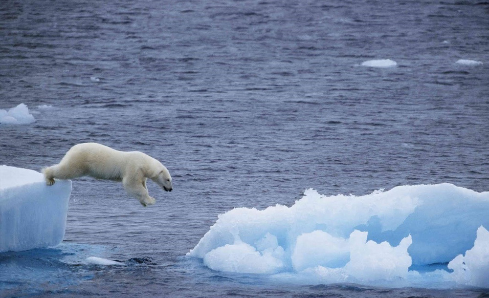 Polar bears cannot rely on land based sources of food alone anymore: New study
