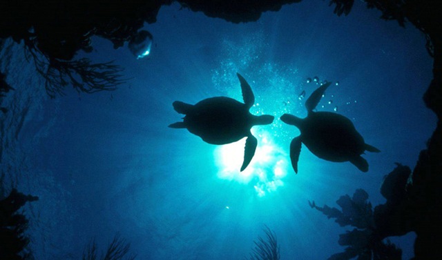 NOAA research confirms young turtles don’t drift with Ocean Current