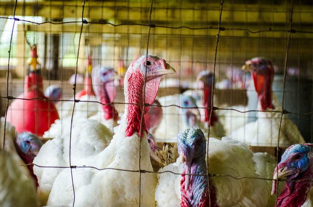 Seven farms in IOWA confirms Avian Bird Flu H5N2 virus infections