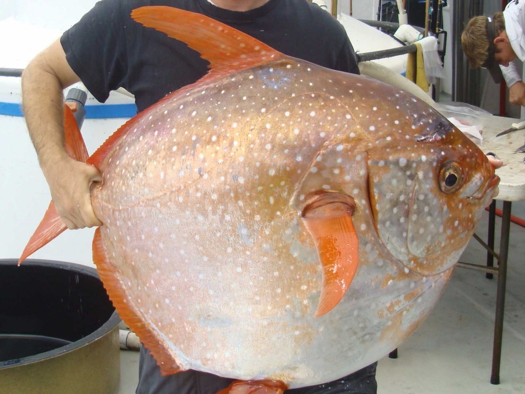 First fully Warm Blooded Fish discovered deep in the ocean