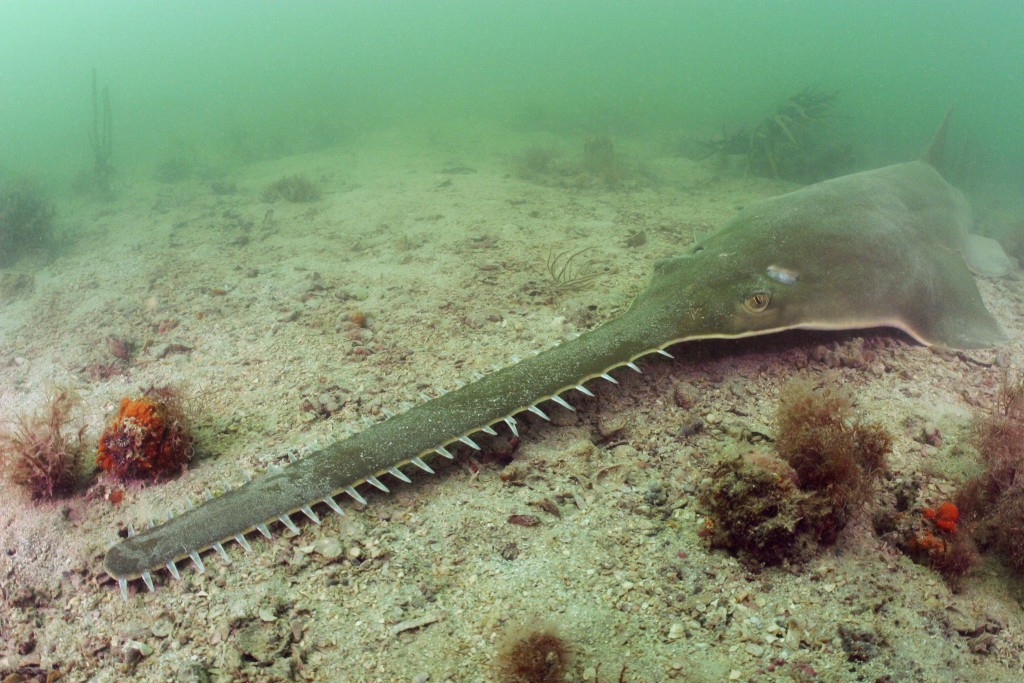 Endangered smalltooth sawfish devised a way to avoid extinction: reproduce without mating