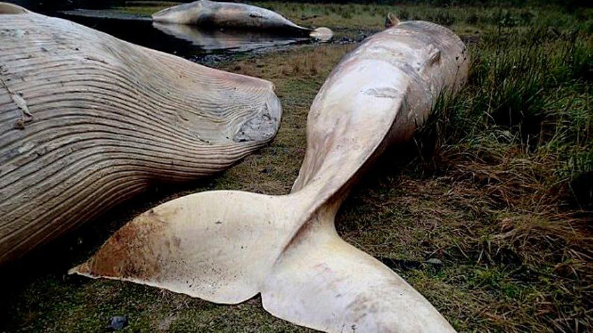 Death of 30 whales along Alaska’s shores intensifies the investigation