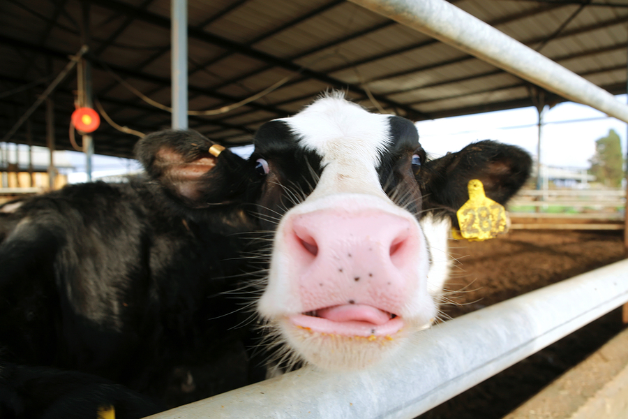 E.coli outbreak in four states traced to slaughterhouse