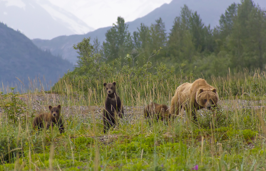 Glacier National Park cyclist killed by grizzly bear